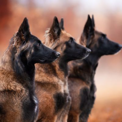 Beispielfoto der Kategorie Hunde